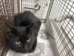 Shelter Stray Male Cat last seen , 1850 W 60th St, Los Angeles, CA 90047, USA