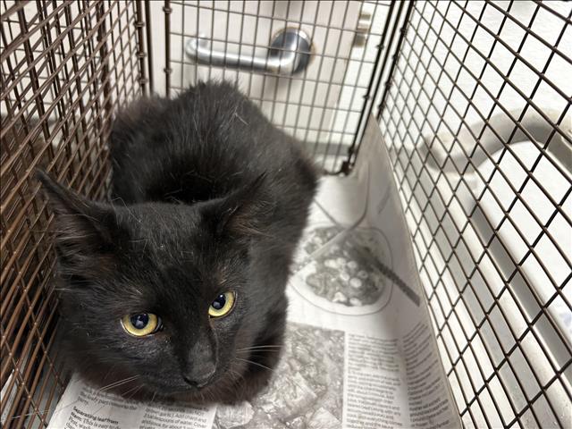 Shelter Stray Male Cat last seen , 1850 W 60th St, Los Angeles, CA 90047, USA