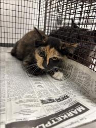 Shelter Stray Female Cat last seen , 1850 W 60th St, Los Angeles, CA 90047, USA