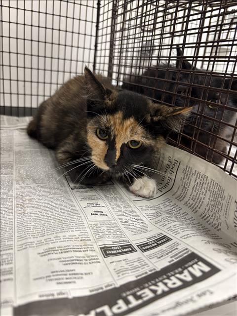 Shelter Stray Female Cat last seen , 1850 W 60th St, Los Angeles, CA 90047, USA