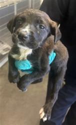 Shelter Stray Unknown Dog last seen , 1850 W 60th St, Los Angeles, CA 90047, USA