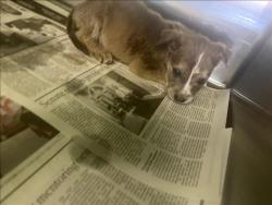 Shelter Stray Unknown Dog last seen , 1850 W 60th St, Los Angeles, CA 90047, USA
