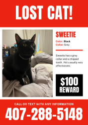 Reunited Male Cat last seen We are across from, Orlando, FL 32822