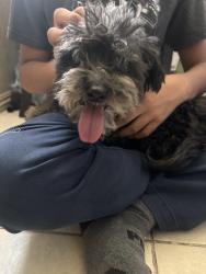 Found/Stray Female Dog last seen State and southern, South Gate, CA 90280