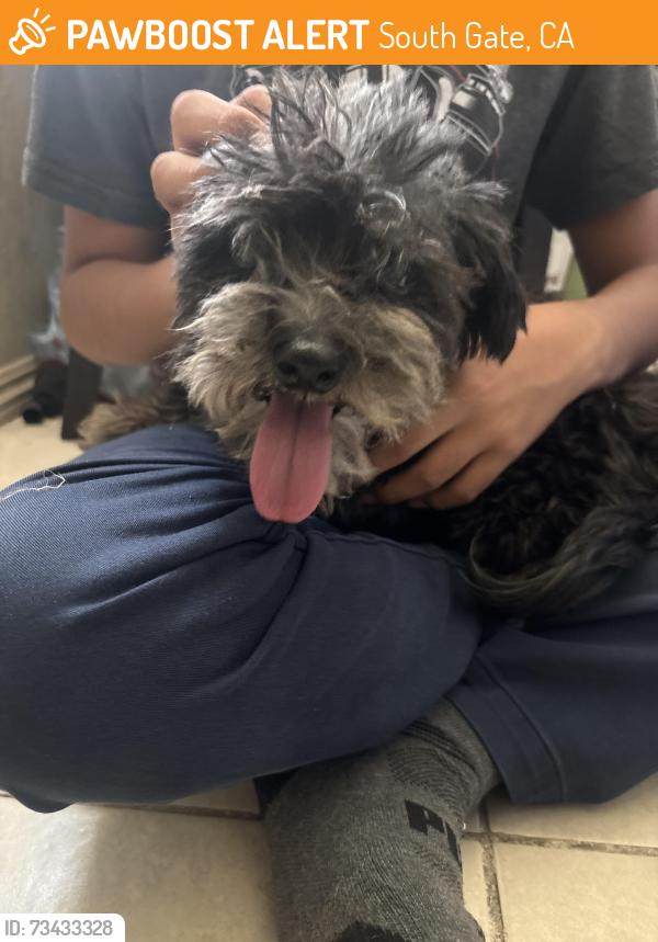 Found/Stray Female Dog last seen State and southern, South Gate, CA 90280