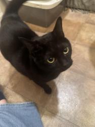 Found/Stray Female Cat last seen Martin Ave Ephrata, Ephrata, PA 17522