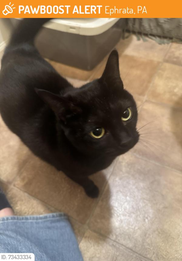 Found/Stray Female Cat last seen Martin Ave Ephrata, Ephrata, PA 17522