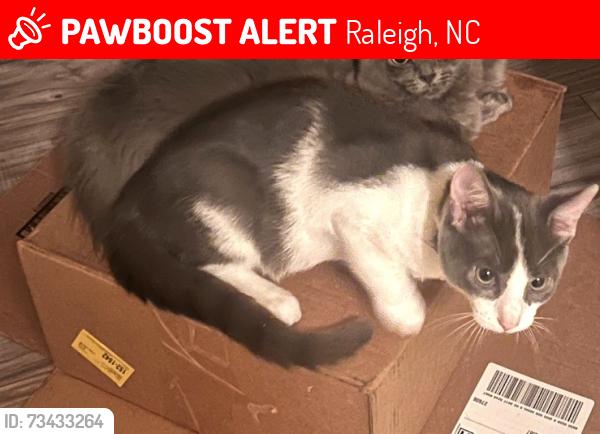 Lost Male Cat last seen Penwood dr & Wildwoods of lake Johnson, Raleigh, NC 27606