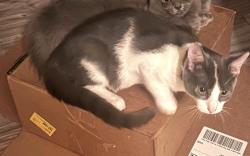 Lost Male Cat last seen Penwood dr & Wildwoods of lake Johnson, Raleigh, NC 27606