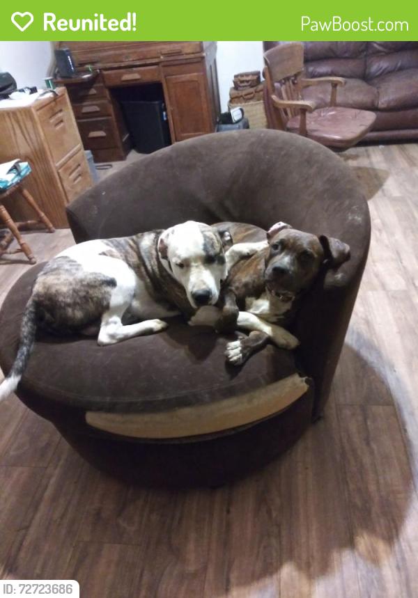 Reunited Female Dog last seen 97a and 18b, Woodland, CA 95695