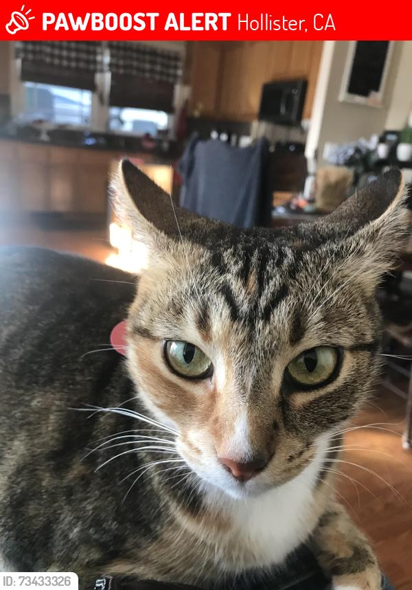 Lost Female Cat last seen Nash Road and West St. Hollister High, Hollister, CA 95023