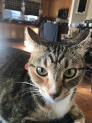 Lost Female Cat last seen Nash Road and West St. Hollister High, Hollister, CA 95023