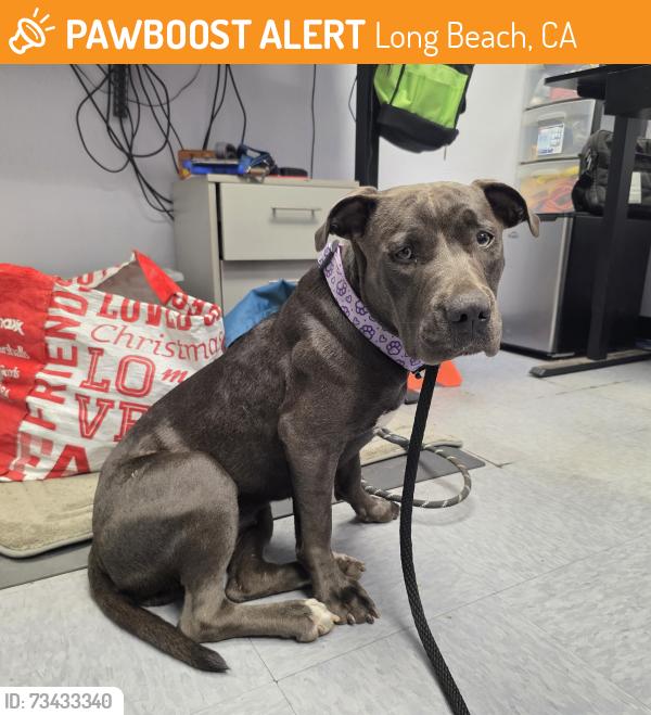 Found/Stray Female Dog last seen Near E 67th Way, Long Beach, CA 90805, Long Beach, CA 90805
