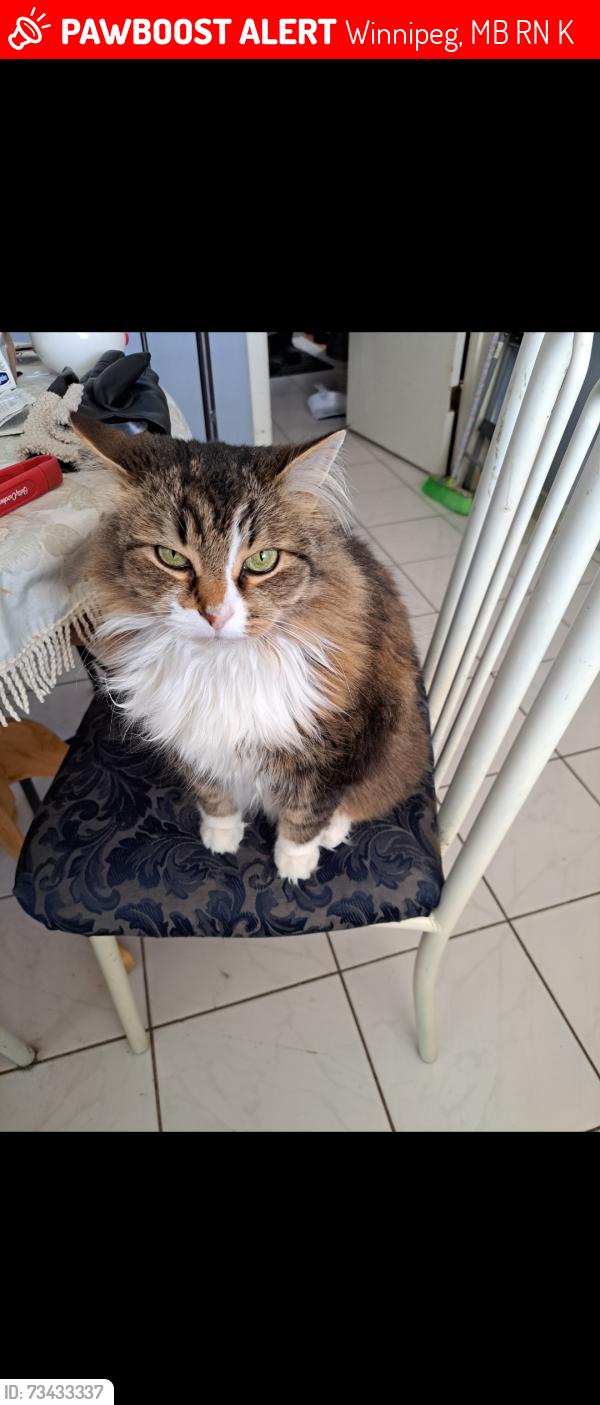 Lost Male Cat last seen Mathers Ave, Winnipeg, MB R3N 1K3