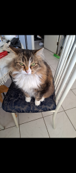 Lost Male Cat last seen Mathers Ave, Winnipeg, MB R3N 1K3