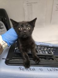 Shelter Stray Female Cat last seen Near 35th ave, Oakland, CA, 1101 29th Ave, Oakland, CA 94601, USA