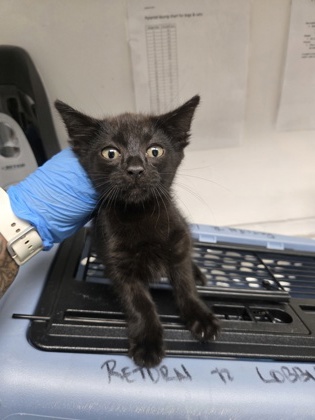 Shelter Stray Female Cat last seen Near 35th ave, Oakland, CA, 1101 29th Ave, Oakland, CA 94601, USA
