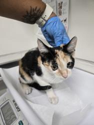 Shelter Stray Female Cat last seen Near Foothill blvd, Oakland, CA, 1101 29th Ave, Oakland, CA 94601, USA