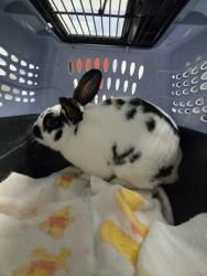 Shelter Stray Male Rabbit last seen Near Topanga Dr., Oakland, CA, 1101 29th Ave, Oakland, CA 94601, USA