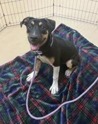 Shelter Stray Female Dog last seen Near Waters Edge Drive, 30087, GA, 3280 Chamblee Dunwoody Rd, Chamblee, GA 30341, USA