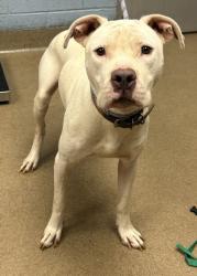 Shelter Stray Male Dog last seen Near SNAPFINGER WOODS DRIVE APT 104, 30035, GA, 3280 Chamblee Dunwoody Rd, Chamblee, GA 30341, USA