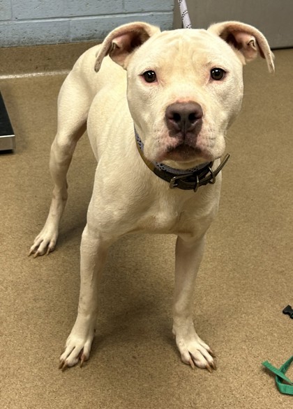 Shelter Stray Male Dog last seen Near SNAPFINGER WOODS DRIVE APT 104, 30035, GA, 3280 Chamblee Dunwoody Rd, Chamblee, GA 30341, USA