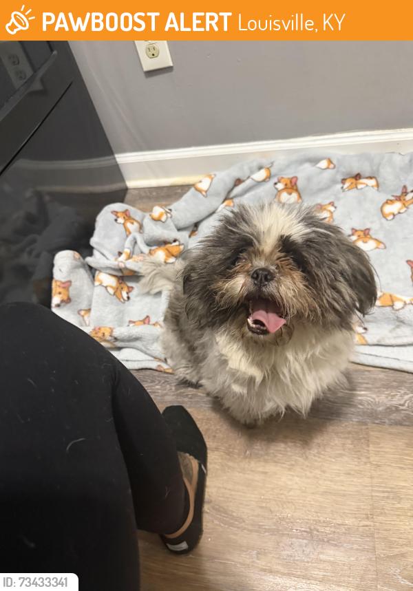 Found/Stray Female Dog last seen Greenwood rd, Louisville, KY 40258