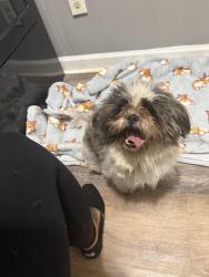 Found/Stray Female Dog last seen Greenwood rd, Louisville, KY 40258