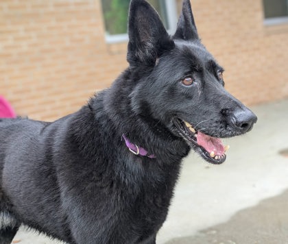 Shelter Stray Female Dog last seen Near Wengate Lane, Longview, City of, TX, 303 H G Mosley Pkwy, Longview, TX 75604, USA