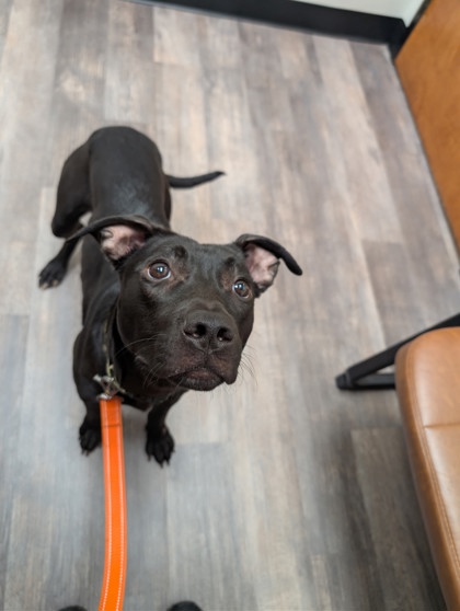 Shelter Stray Female Dog last seen Near Metropolitan Pkwy Sw, Atlanta, GA, 1251 Fulton Industrial Blvd NW, Atlanta, GA 30336, USA