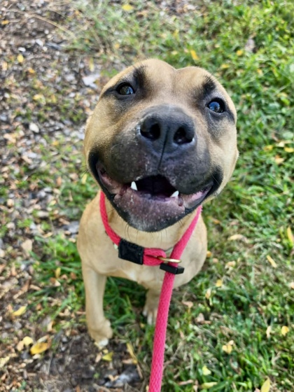 Shelter Stray Female Dog last seen Druid Hill Park, 21217, MD, 2490 Giles Rd, Baltimore, MD 21225, USA