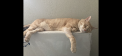 Reunited Male Cat last seen Larch & Dickenson, Moraga, CA 94556