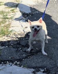 Found/Stray Unknown Dog last seen 296th & 168th street, Miami-Dade County, FL 33030