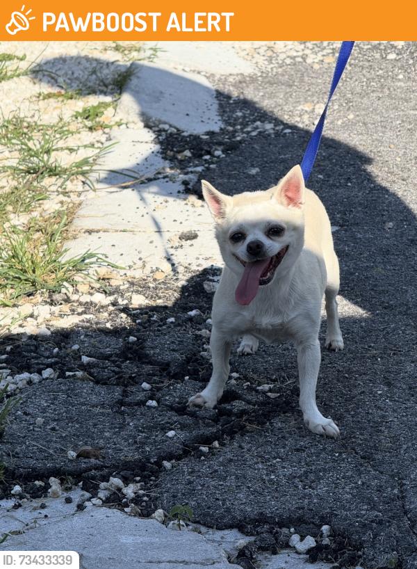 Found/Stray Unknown Dog last seen 296th & 168th street, Miami-Dade County, FL 33030