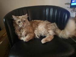 Reunited Male Cat last seen N Ogden St and E Ellsworth, Denver, CO 80218