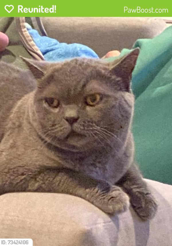 Reunited Female Cat last seen Ridge road and wilson, Lancaster, PA 17603