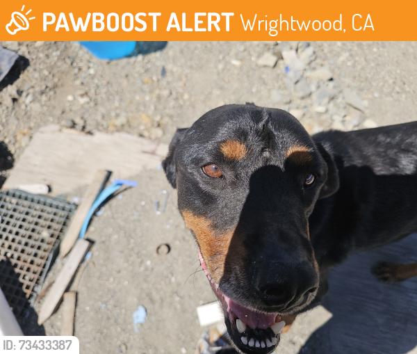 Found/Stray Female Dog last seen Swarthout cyn rd, Wrightwood, CA 92397