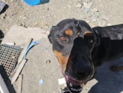 Found/Stray Female Dog last seen Swarthout cyn rd, Wrightwood, CA 92397
