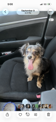 Lost Male Dog last seen 43rd market, Philadelphia, PA 19104