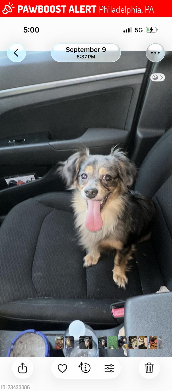 Lost Male Dog last seen 43rd market, Philadelphia, PA 19104
