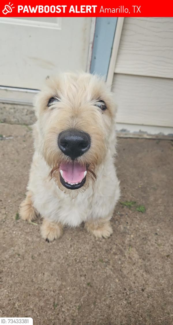 Lost Male Dog last seen Near Sunrise elementary school, Amarillo, TX 79104