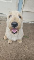Lost Male Dog last seen Near Sunrise elementary school, Amarillo, TX 79104