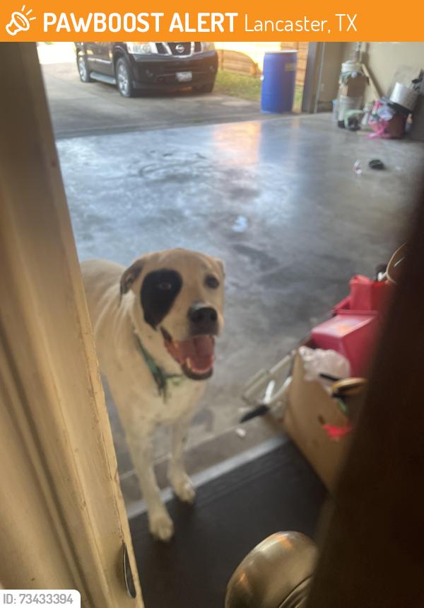 Found/Stray Male Dog last seen Apollo Lane, Lancaster, TX 75134