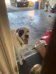 Found/Stray Male Dog last seen Apollo Lane, Lancaster, TX 75134
