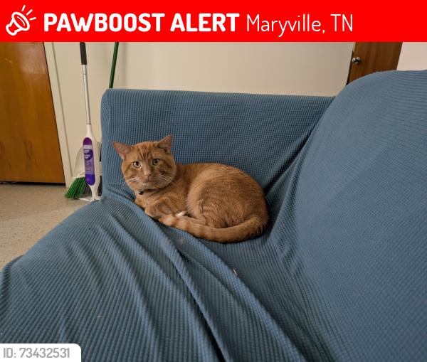Lost Male Cat last seen Maryville housing authority Atlantic Ave, Maryville, TN 37801