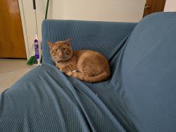 Lost Male Cat last seen Maryville housing authority Atlantic Ave, Maryville, TN 37801
