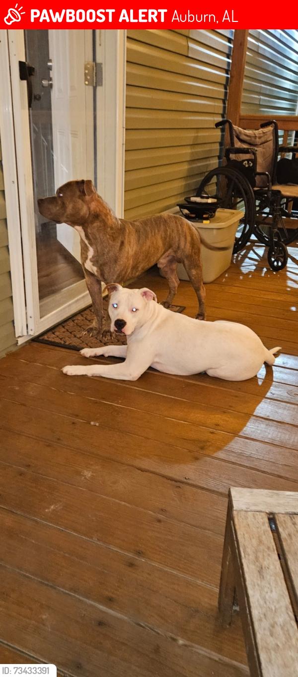 Lost Male Dog last seen Webster Rd Auburn, AL, Auburn, AL 36832