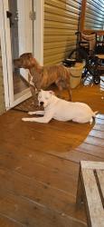 Lost Male Dog last seen Webster Rd Auburn, AL, Auburn, AL 36832