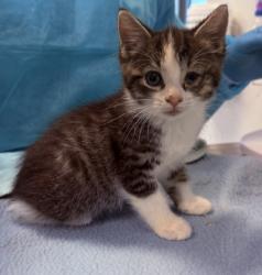 Shelter Stray Male Cat last seen Near Morris Avenue, BRONX, NY, 10453, 326 E 110th St, New York, NY 10029, USA