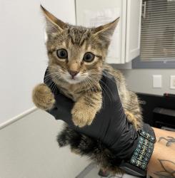 Shelter Stray Male Cat last seen Near Ulric Street, San Diego, CA, 92111, 5500 Gaines St, San Diego, CA 92110, USA